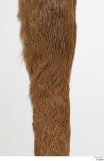 European roe deer leg 0008.jpg